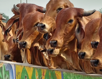 मूक पशु आहार और देखभाल सेवा